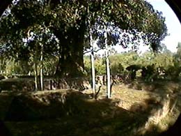 sra054.jpg