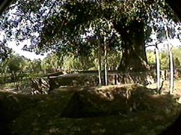 sra055.jpg 